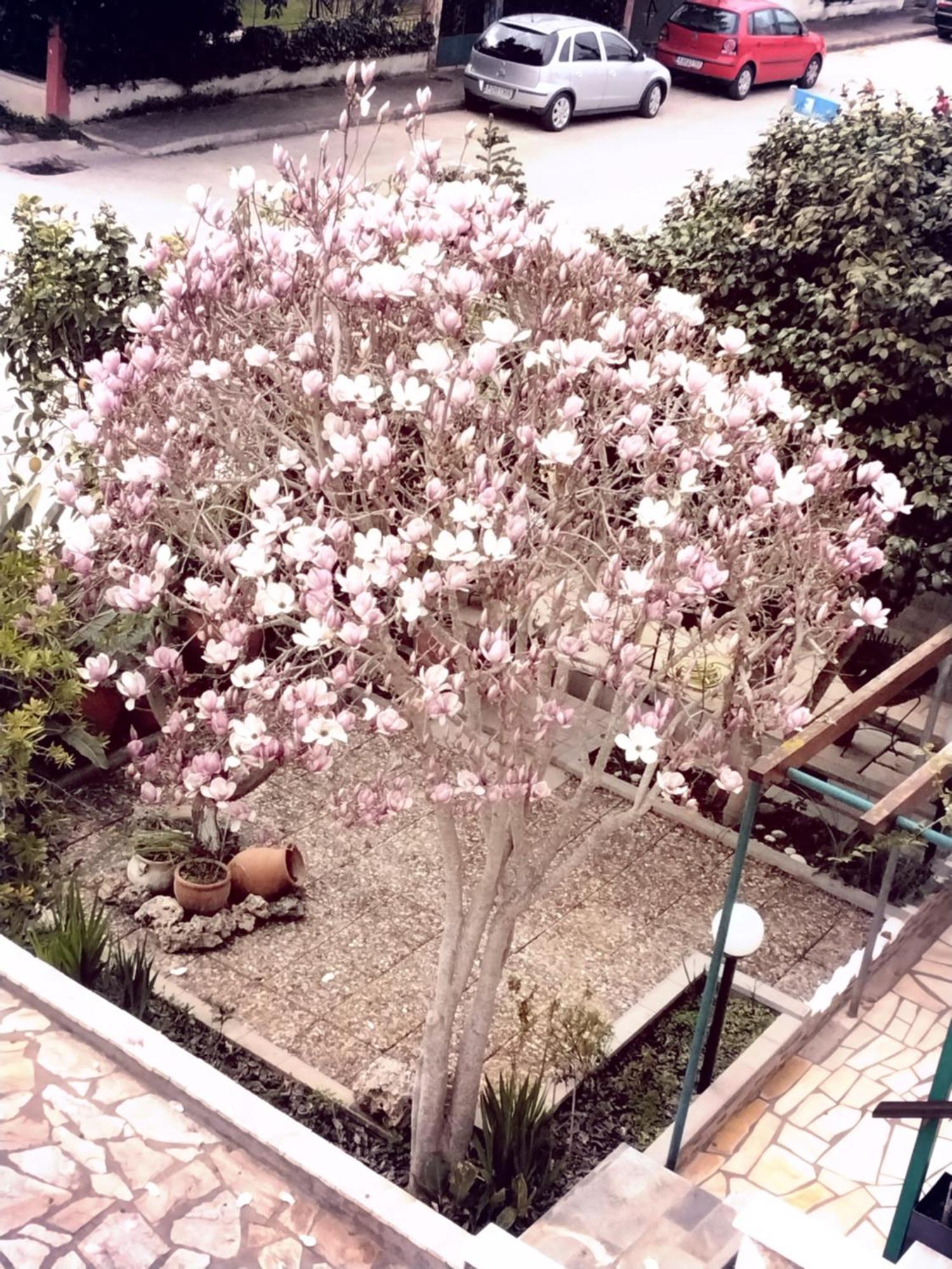 普雷韦扎Αlexandras House公寓 外观 照片